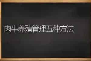 肉牛养殖管理五种方法