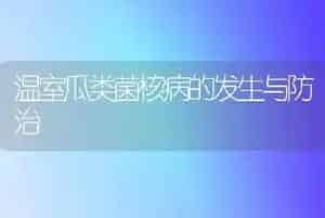 温室瓜类菌核病的发生与防治