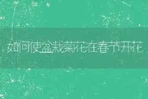 如何使盆栽菊花在春节开花