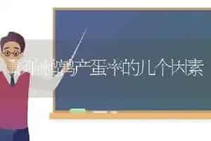 影响鹌鹑产蛋率的几个因素