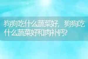 狗狗吃什么蔬菜好