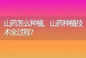 什么狗最温顺