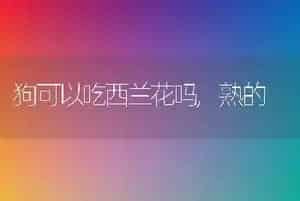 狗可以吃西兰花吗