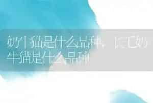 奶牛猫是什么品种