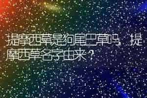 提摩西草是狗尾巴草吗