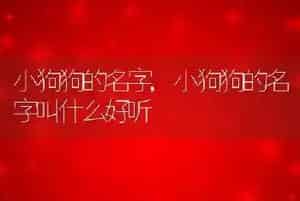 小狗狗的名字