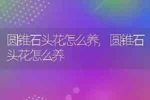 小葵花凤头鹦鹉