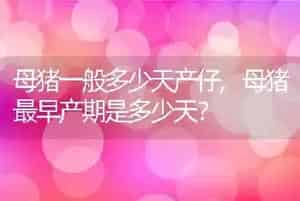 母猪一般多少天产仔