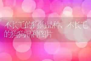 不长毛的狗狗品种