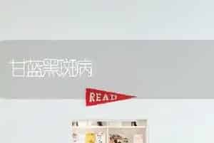 甘蓝黑斑病