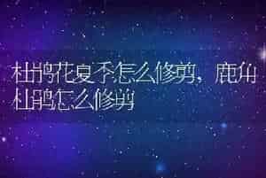 杜鹃花夏季怎么修剪