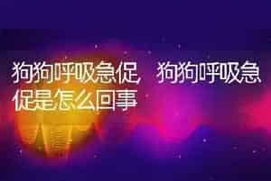 狗狗呼吸急促