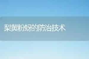梨黄粉蚜的防治技术