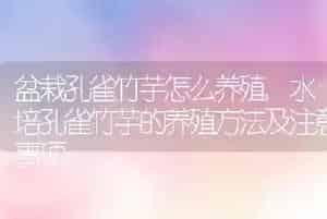 盆栽孔雀竹芋怎么养殖