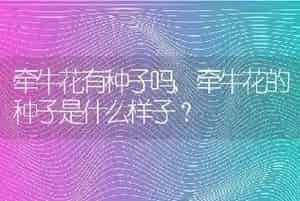 牵牛花有种子吗