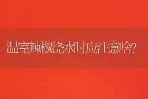 温室辣椒浇水时应注意啥?