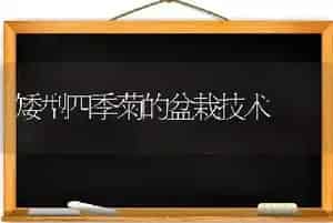 矮型四季菊的盆栽技术