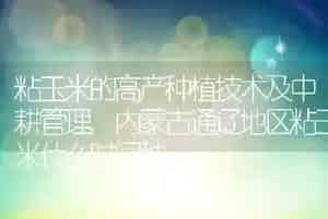 粘玉米的高产种植技术及中耕管理