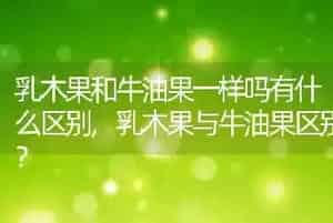 乳木果和牛油果一样吗有什么区别