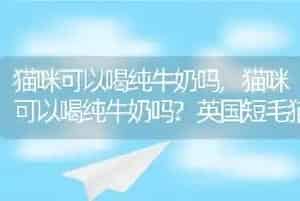 猫咪可以喝纯牛奶吗