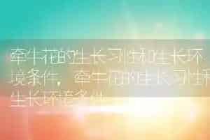 牵牛花的生长习性和生长环境条件