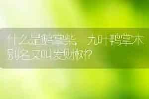 什么是鹅掌柴