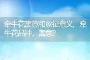牵牛花寓意和象征意义