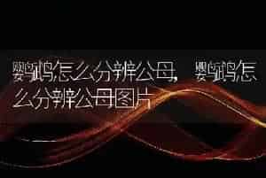 鹦鹉怎么分辨公母