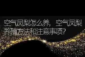 空气凤梨怎么养