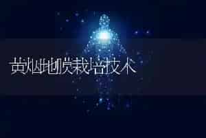 黄烟地膜栽培技术