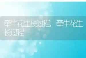 牵牛花生长过程