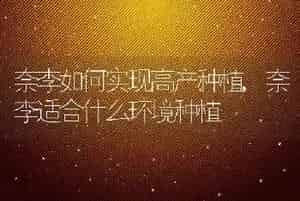 奈李如何实现高产种植