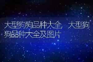 大型狗狗品种大全