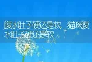 狗能吃火龙果吗