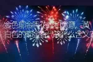 金色郁金香花语和寓意