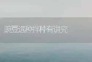豌豆选种拌种有讲究