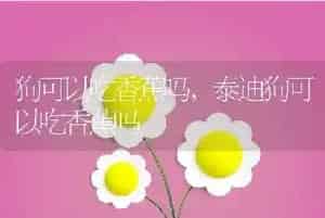 狗可以吃香蕉吗