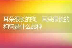 耳朵很长的狗