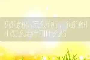 狗狗细小怎么治疗
