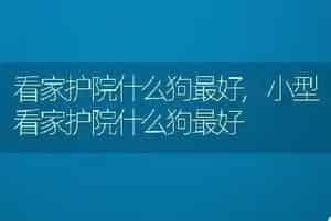 看家护院什么狗最好