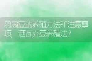 羽扇豆的养殖方法和注意事项