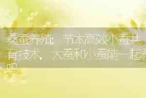桑蚕养殖:节本高效小蚕共育技术