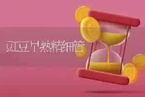 豇豆早熟精细管