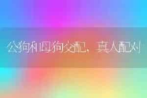 公狗和母狗交配