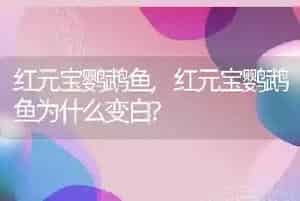 红元宝鹦鹉鱼