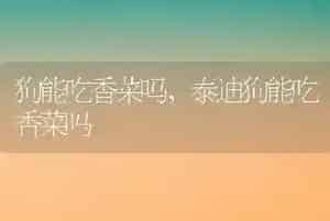 狗能吃香菜吗