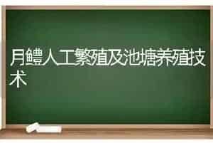 月鳢人工繁殖及池塘养殖技术
