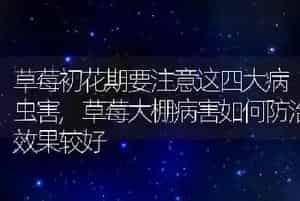 草莓初花期要注意这四大病虫害