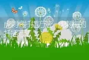 虎刺梅扦插方法