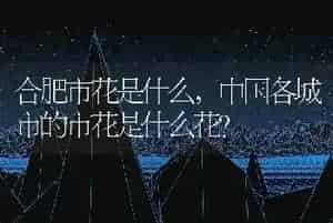 合肥市花是什么